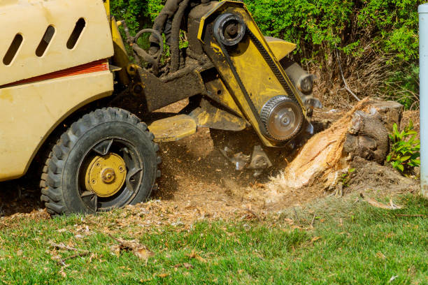 How Our Tree Care Process Works  in  Sweetwater, TX