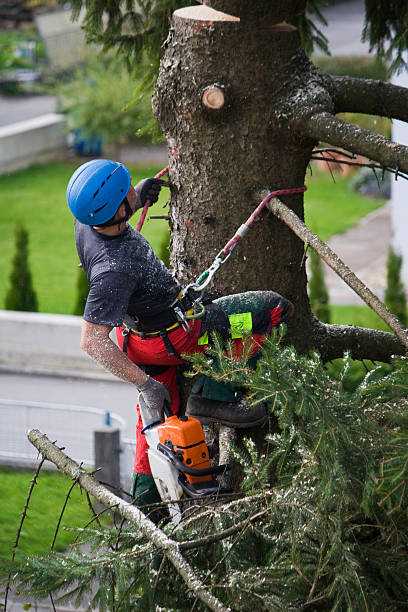 Best Tree Disease Treatment  in Sweetwater, TX