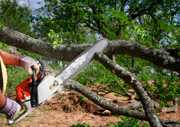 How Our Tree Care Process Works  in  Sweetwater, TX